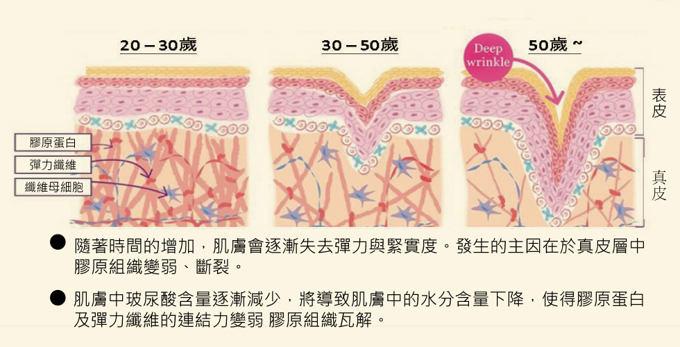 肌膚老化的演進圖