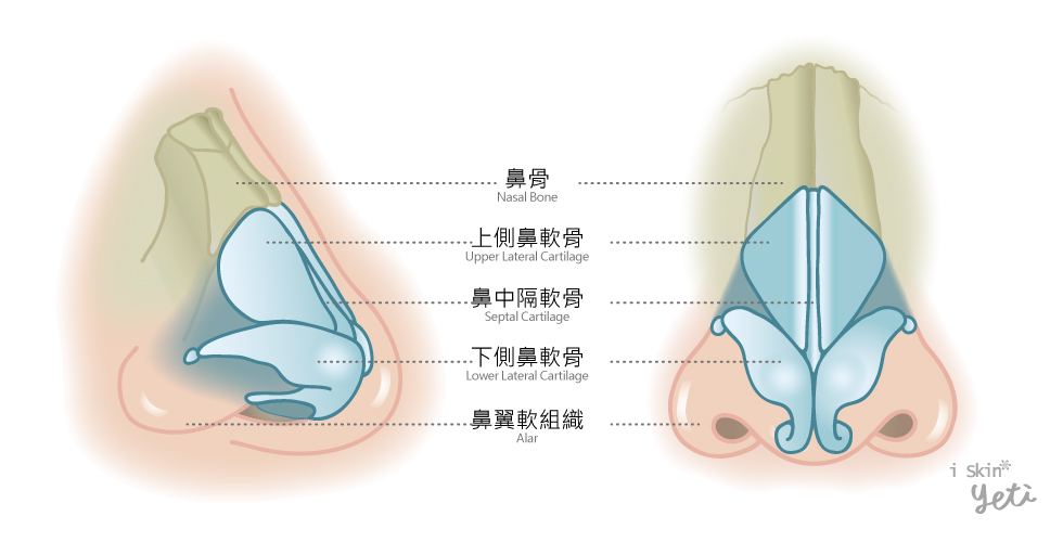 正常健康的鼻部構造示意圖。