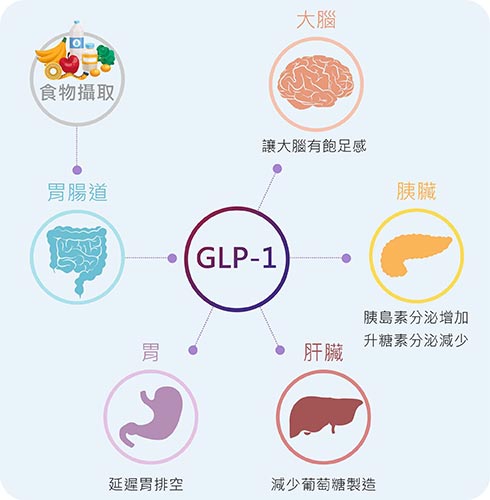 人體內由迴腸及大腸所分泌的「腸泌素」(incretin)，稱之為昇糖素類似胜肽，英文簡稱 GLP-1。