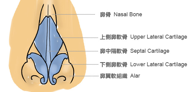 鼻部正面結構圖：從構造來看，鼻子主要由幾個部分組成：鼻骨（Nasal Bone）、鼻中隔（Septal Cartilage）、上側鼻軟骨（Upper Lateral Cartilage）、下側鼻軟骨（Lower Lateral  Cartilage）、鼻翼軟組織（Alar）。