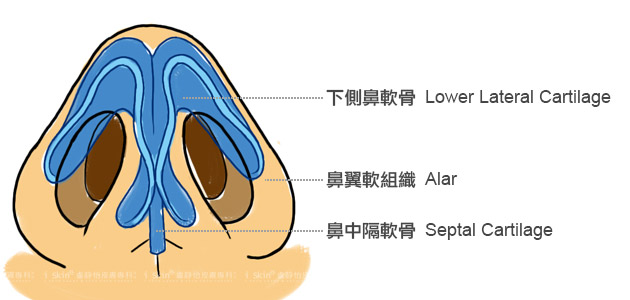 鼻部由下往上看，下側鼻軟骨呈現倒過來的W型。