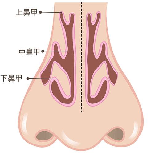 鼻甲剖析圖。