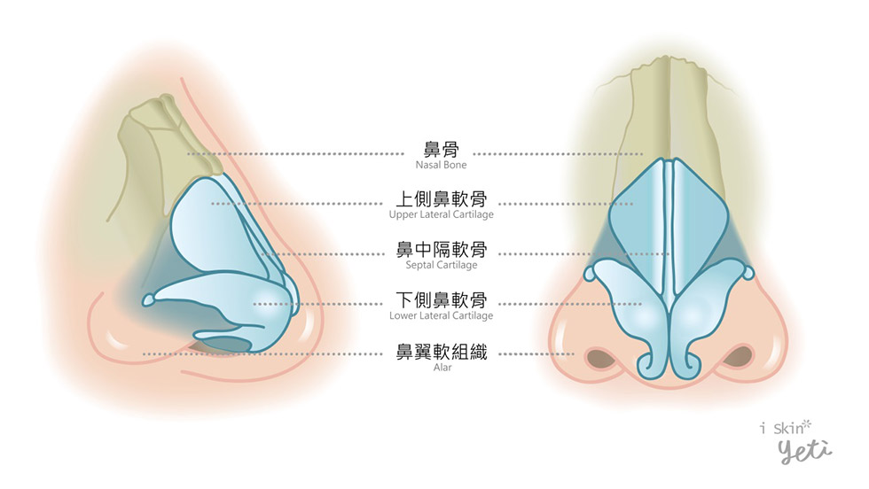 鼻部結構主由軟骨、硬骨組成圖示。當歪鼻位置是位於上三分之一段時，會進行敲骨以利於鼻骨塑形矯正。